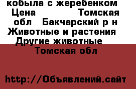 кобыла с жеребенком › Цена ­ 60 000 - Томская обл., Бакчарский р-н Животные и растения » Другие животные   . Томская обл.